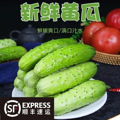东北旱黄瓜新鲜采摘嫩黄瓜