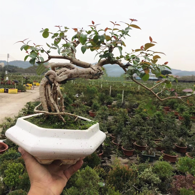 巴西红果盆景植物开花结果可食用精品提跟造型灯笼三角枫树