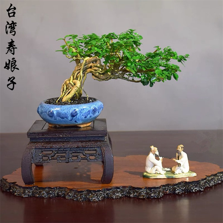 水横枝栀子花盆台湾寿娘子盆景提根老桩造型矮霸盆景植物室内桌面