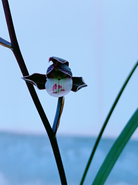 细叶寒兰铭品（端妍）办公室绿植盆栽，品种保证对版健康好养活