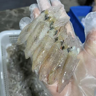 北海一口鱿 子弹头鱿鱼 灯光鲜活鱿 小管一口鱿40-55头  嫌小慎拍