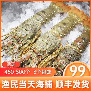 涠洲岛小青龙鲜活大青龙虾250-350一只当天现捕急冻海鲜新鲜澳龙