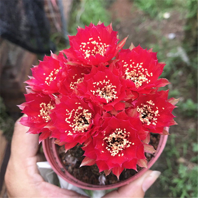 多肉植物黄仙玉 黄仙玉锦仙人球办公室内桌面开花美观植物花卉