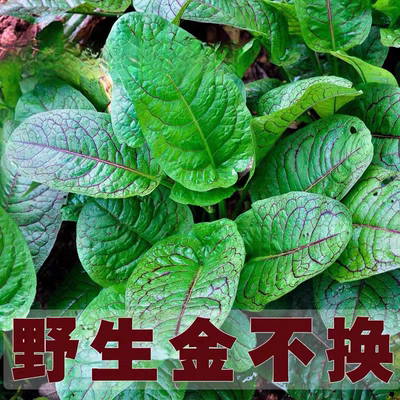 金不换鼻血草盆栽苗三七红筋土大黄根血盆草叶红丝酸模中药材