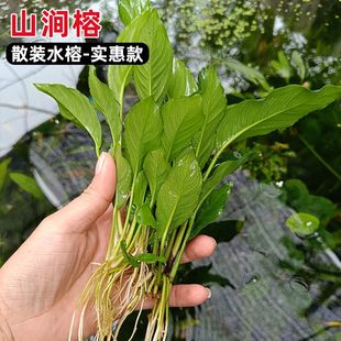 散装山涧榕小水榕可水培古法缸水草前中景阴性易养新手活体水草