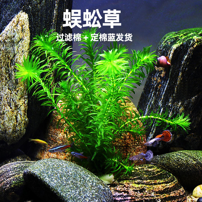 懒人水草蜈蚣草定植杯装定植三件套黑阴性前后景水草鱼缸造景植物