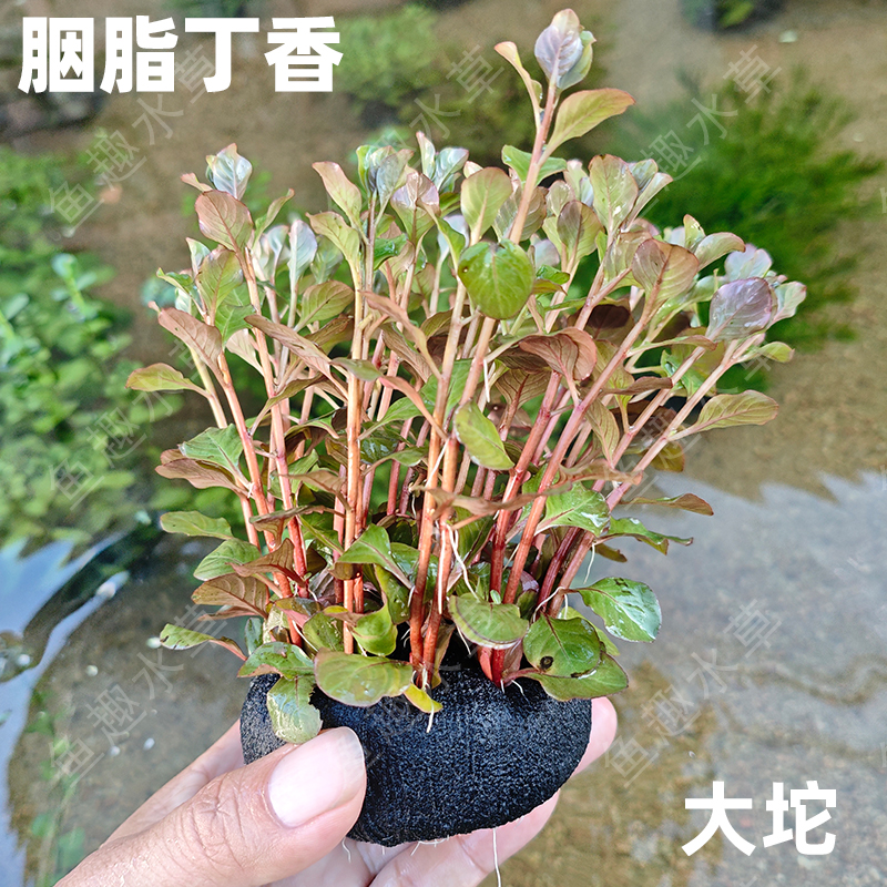 胭脂丁香坨草可户外中后景懒人易养水草鱼缸水池古法造景生态鱼缸
