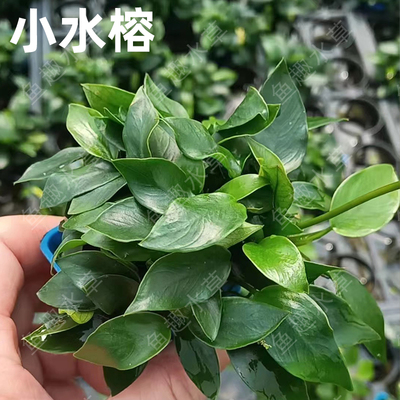 小水榕造景绑定木沉石级阴性丹麦小榕真水草懒人易养鱼缸净水增氧