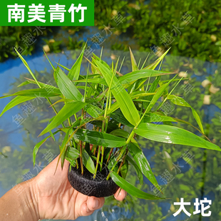 南美青竹坨草中后景懒人易养大小坨水竹水草阴性溪流缸鱼缸龟缸