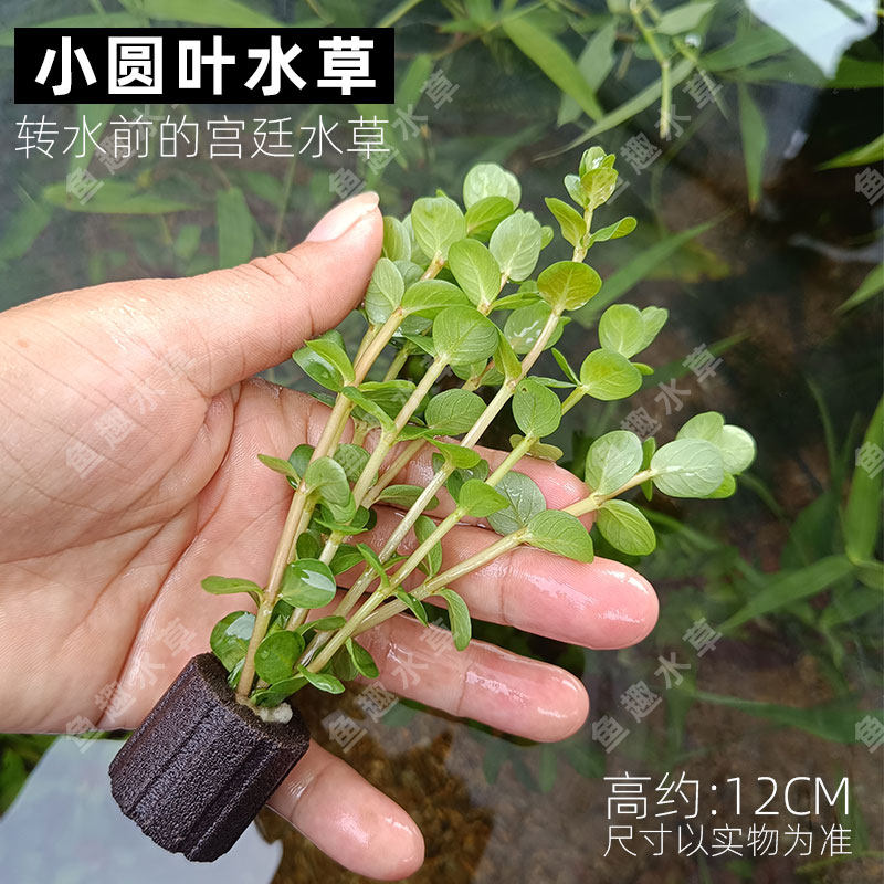 小圆叶水草红宫廷水上叶净水增氧真水草桌面鱼缸装饰水族造景增养,宠物/宠物食品及用品,水草,淘宝优惠券,粉丝福利购,淘宝优惠卷