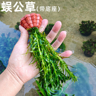 蜈蚣草带底座无需底沙净化水质增氧前中景活体真水草造景无需CO2