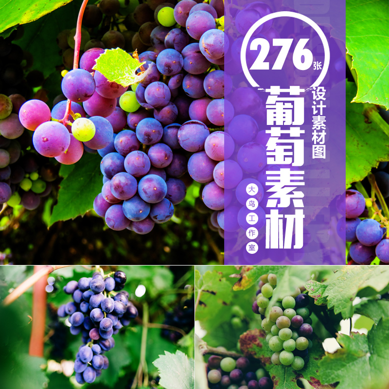 葡萄素材大图新鲜葡萄提子水果摄影照片jpg设计排版素材