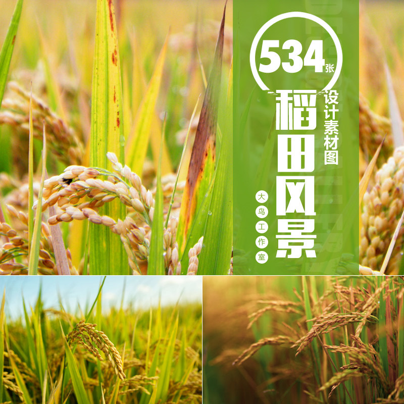 美丽稻田设计素材大图乡村田野农作物水稻秧苗稻穗特写图片