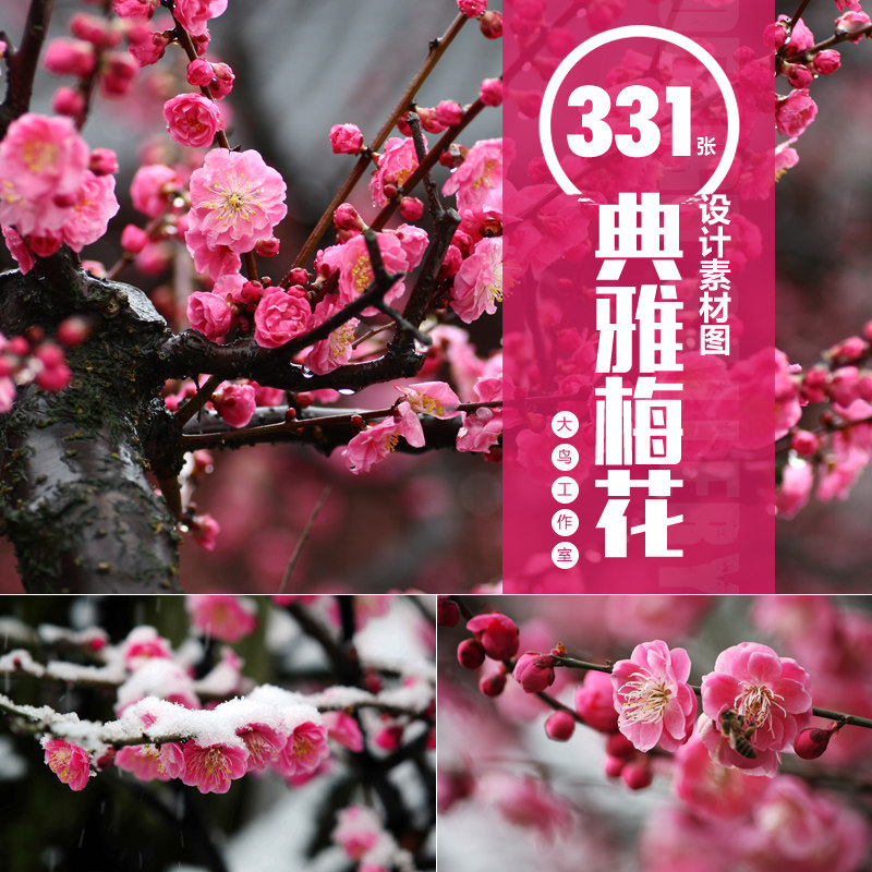典雅梅花设计素材大图寒梅素材腊梅中式梅花中国风梅花摄影图片