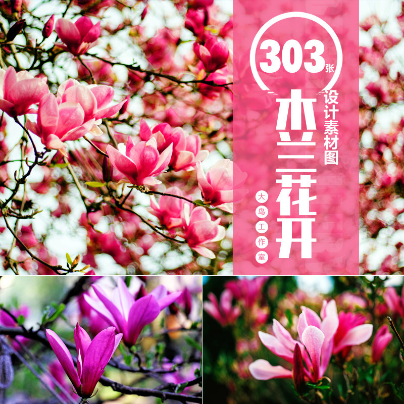 木兰花开素材大图唯美花卉背景图粉色木兰花美丽鲜花设计素材
