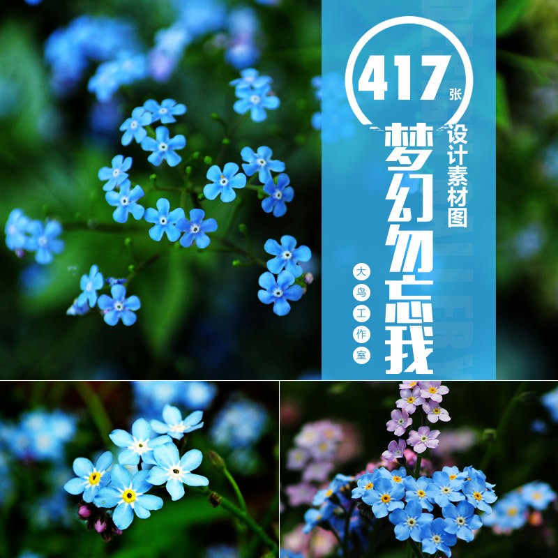 梦幻勿忘我素材大图唯美野花蓝色小花鲜花背景图片jpg