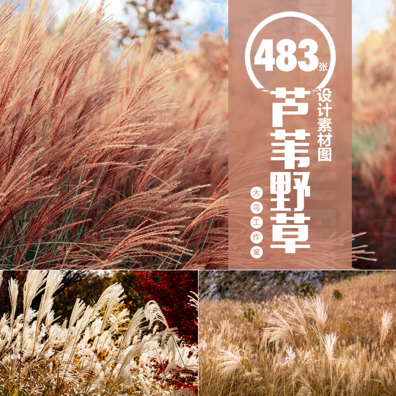 芦苇野草素材大图唯美枯草自然风景杂草干草图片jpg