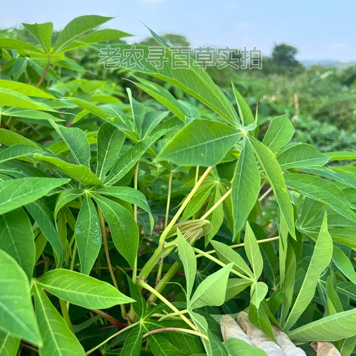 新鲜野生木薯叶专吃叶cassava leaves树薯叶食用纯天然喂蚂蚱嫩芯