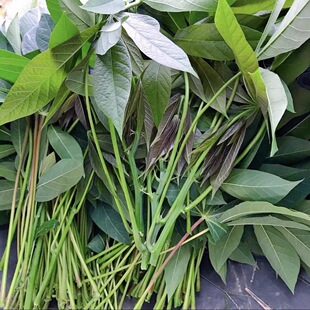 新鲜野生木薯叶专吃叶cassava leaves树薯叶食用纯天然喂蚂蚱喂虫