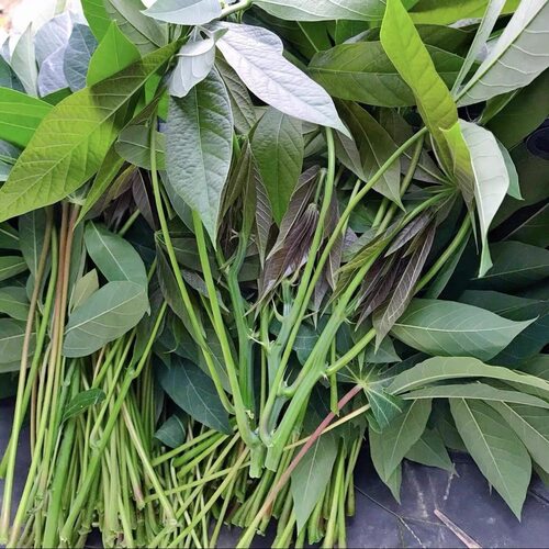 新鲜野生木薯叶专吃叶cassava leaves树薯叶食用纯天然喂蚂蚱喂虫