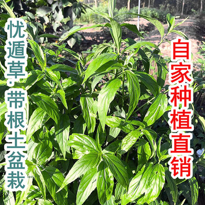 【根系发达】马来忧遁草育苗带土盆栽黎草苗小尖叶优顿草苗优盾草