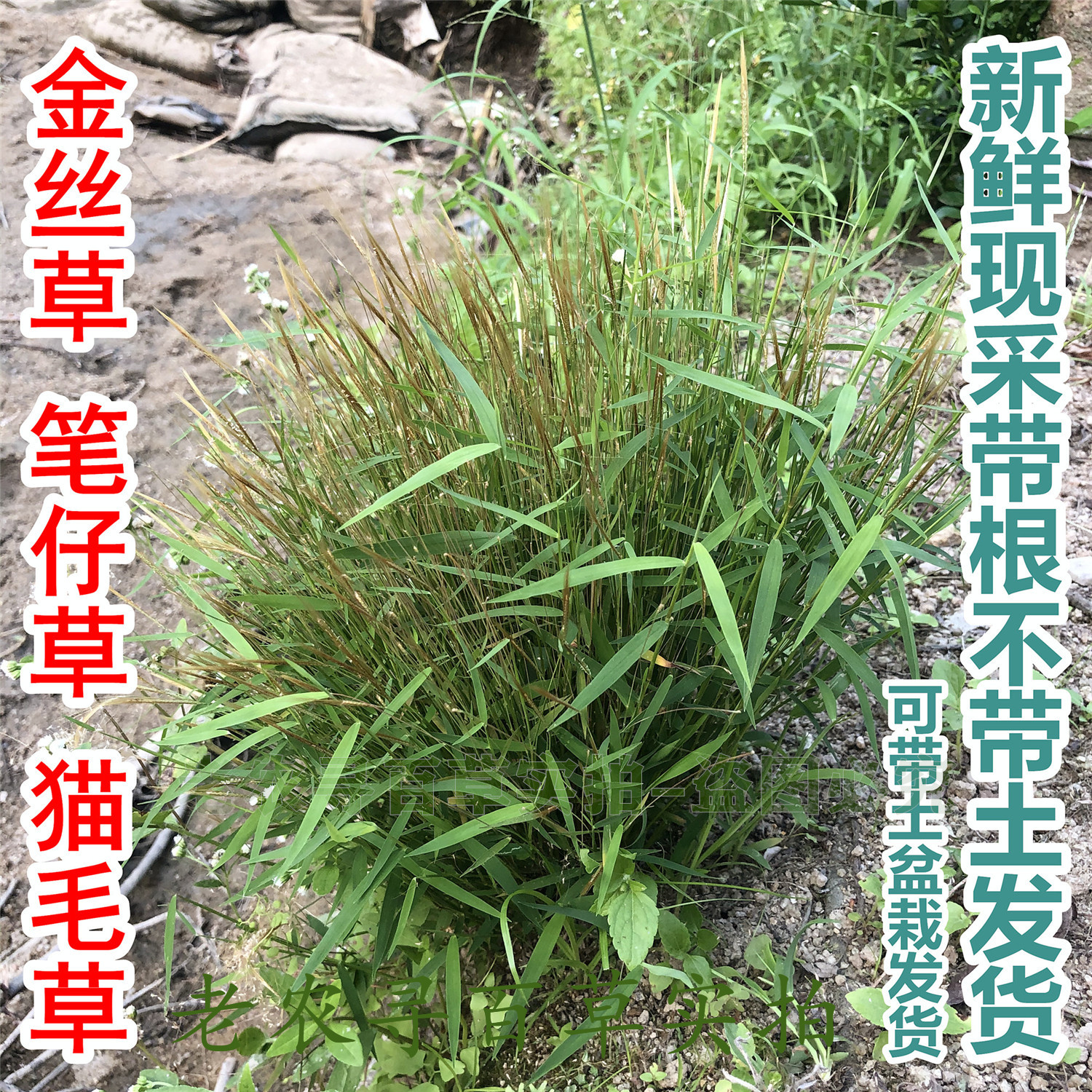 猫毛草现采新鲜金丝草潮汕草药黄毛草笔仔草天然搭壁竹中药材500g