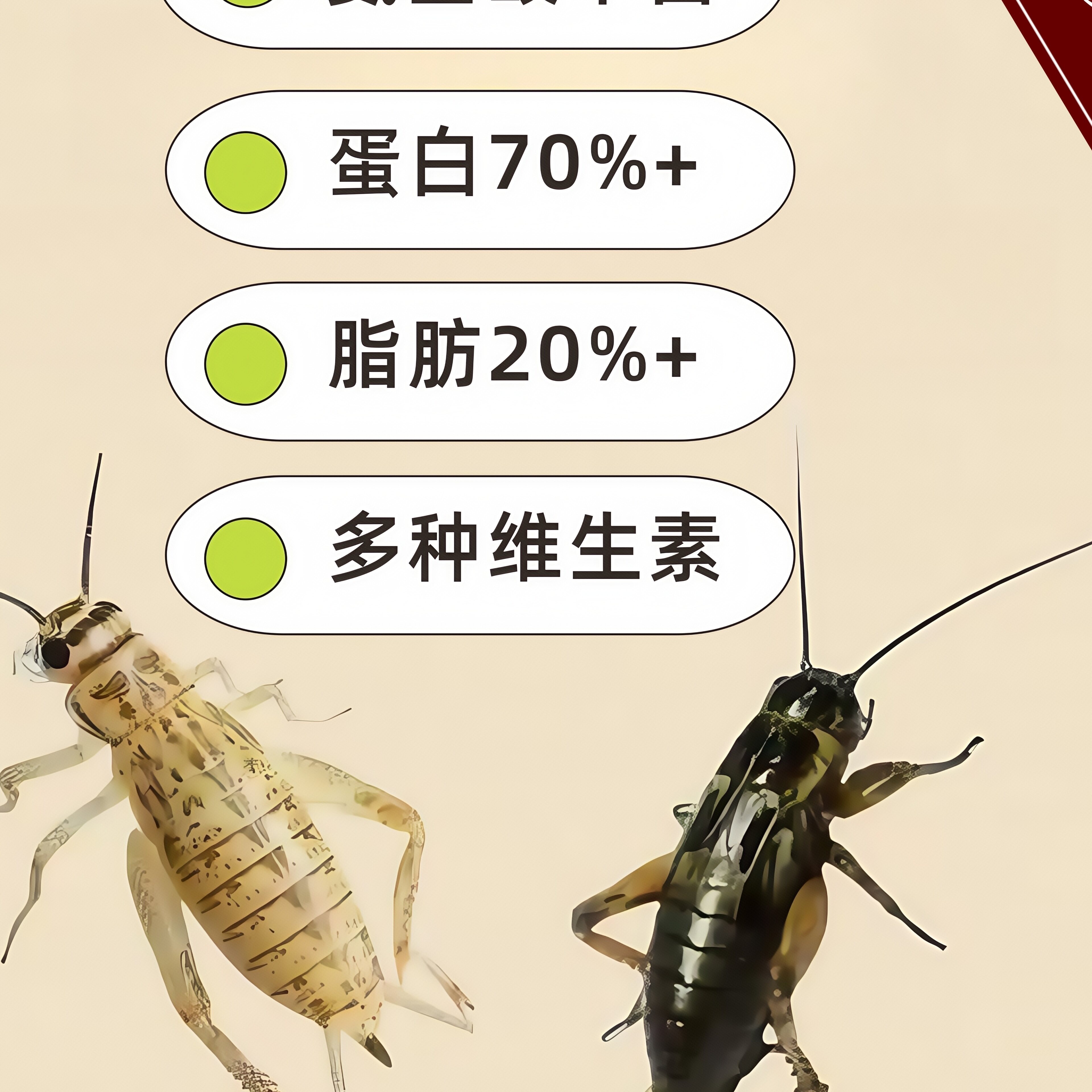 白蟋蟀活体爬宠食物油葫芦蛐蛐蜥蜴守宫鬃狮蜘蛛蝎子角蛙活食蟋蟀