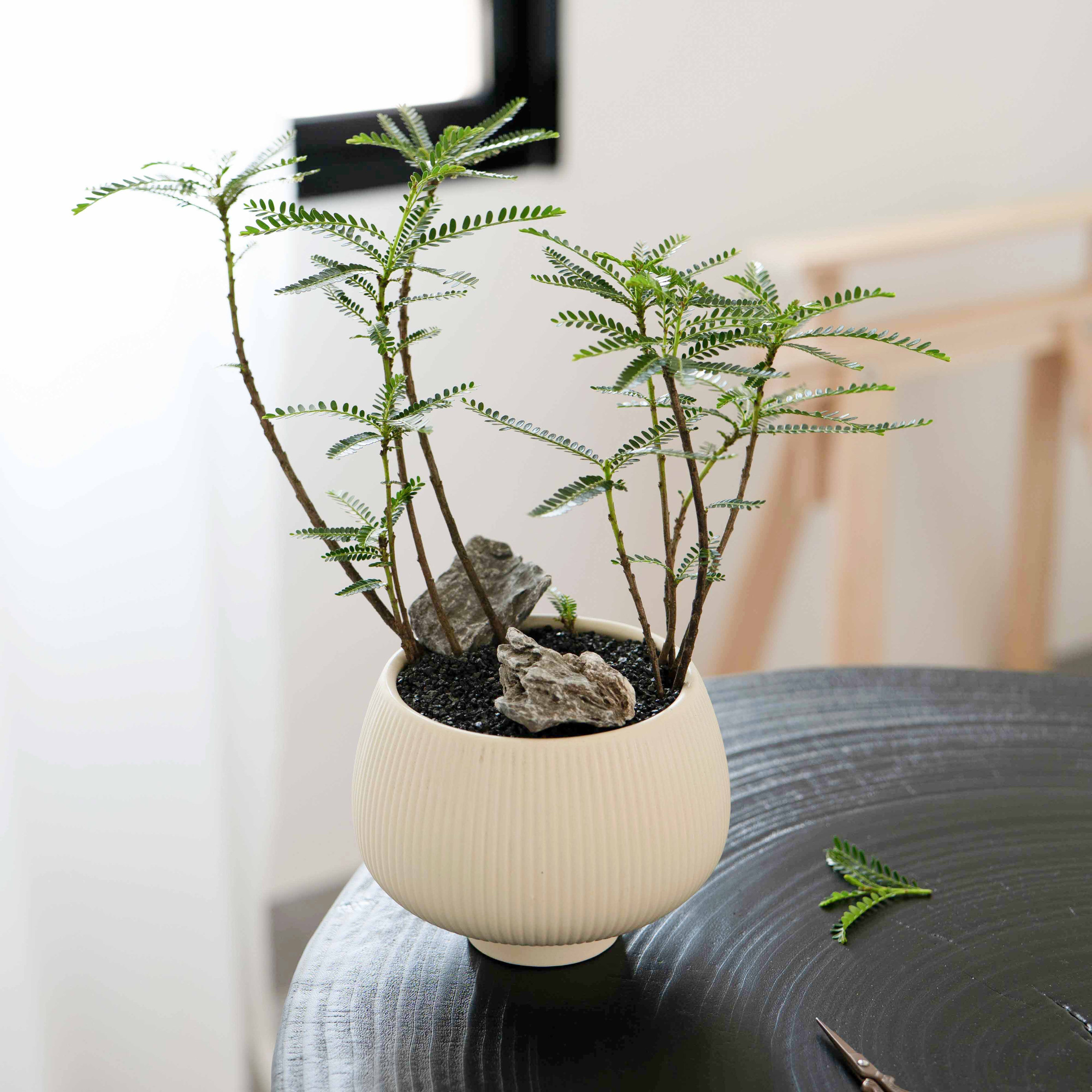 叶下珠绿植盆栽北欧简约风格四季常绿观叶植物阳台客厅净化空气