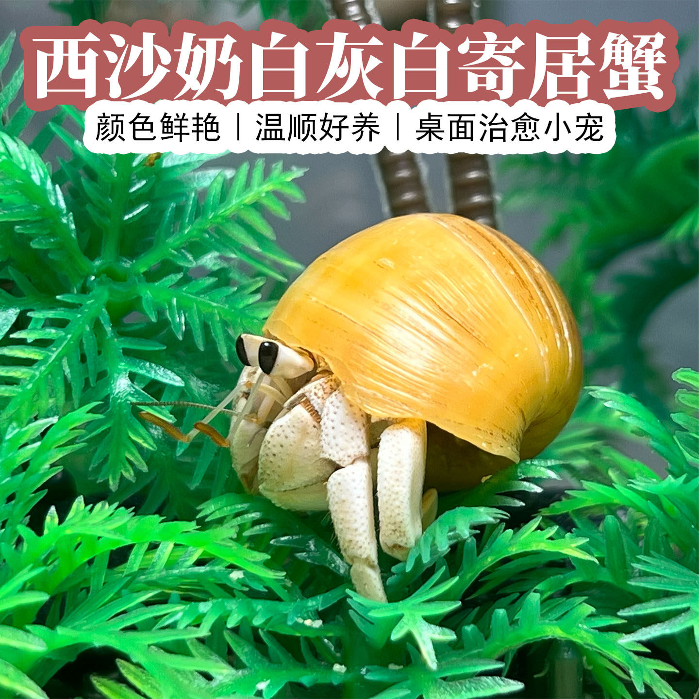 奶白色寄居蟹1-6cm下单送食物