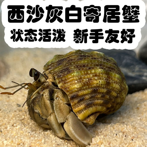 西沙灰白寄居蟹买二送一包邮包活