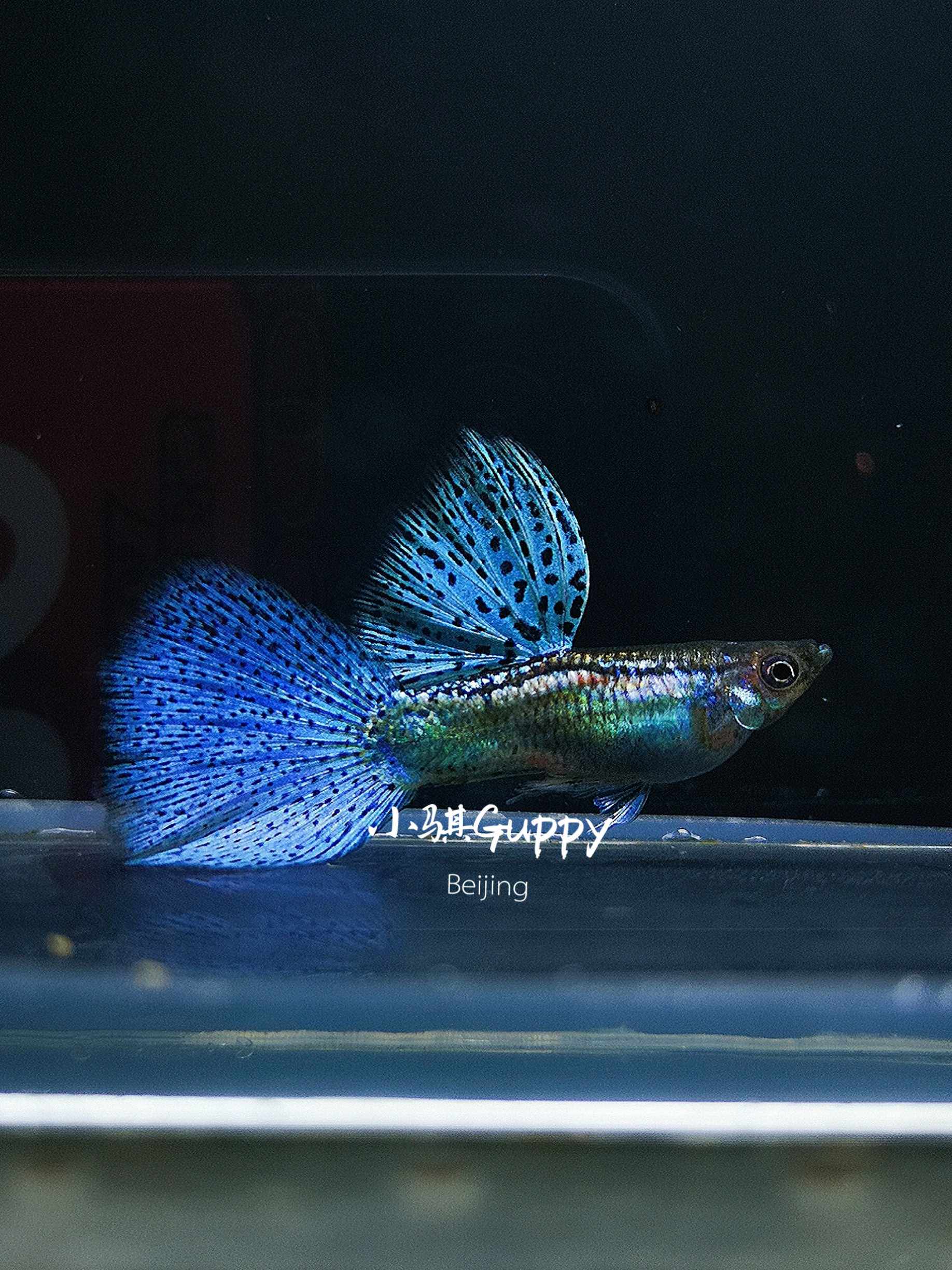 精品孔雀鱼 兰草种鱼 赛级 大背
