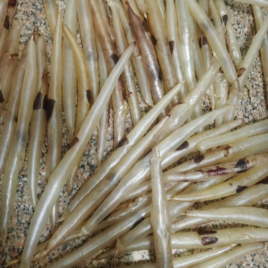 电白博贺港 自己渔船自晒 足干 天然膳胶  鱼胶