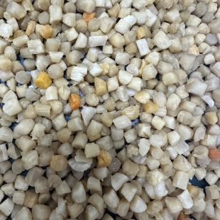 博贺特产特级干贝干货淡干扇贝丁瑶柱无添盐海产品海500g元贝