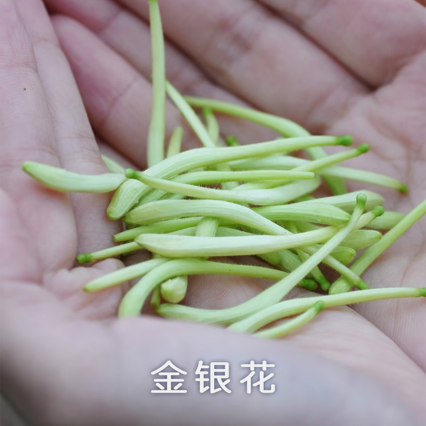喜己食养&middot;带绒毛的金银花70g*1罐丨河南封丘金银花精选低温烘干