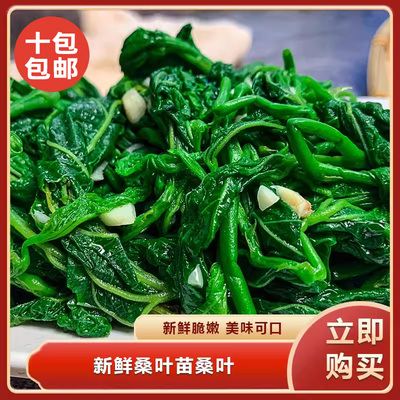 新鲜桑叶苗桑叶桑叶芽上汤桑叶菜新鲜食用嫩桑叶冷冻采摘尖半成品