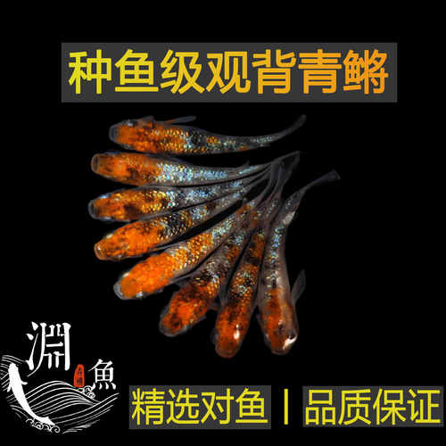 观背青鳉精品种鱼繁殖用