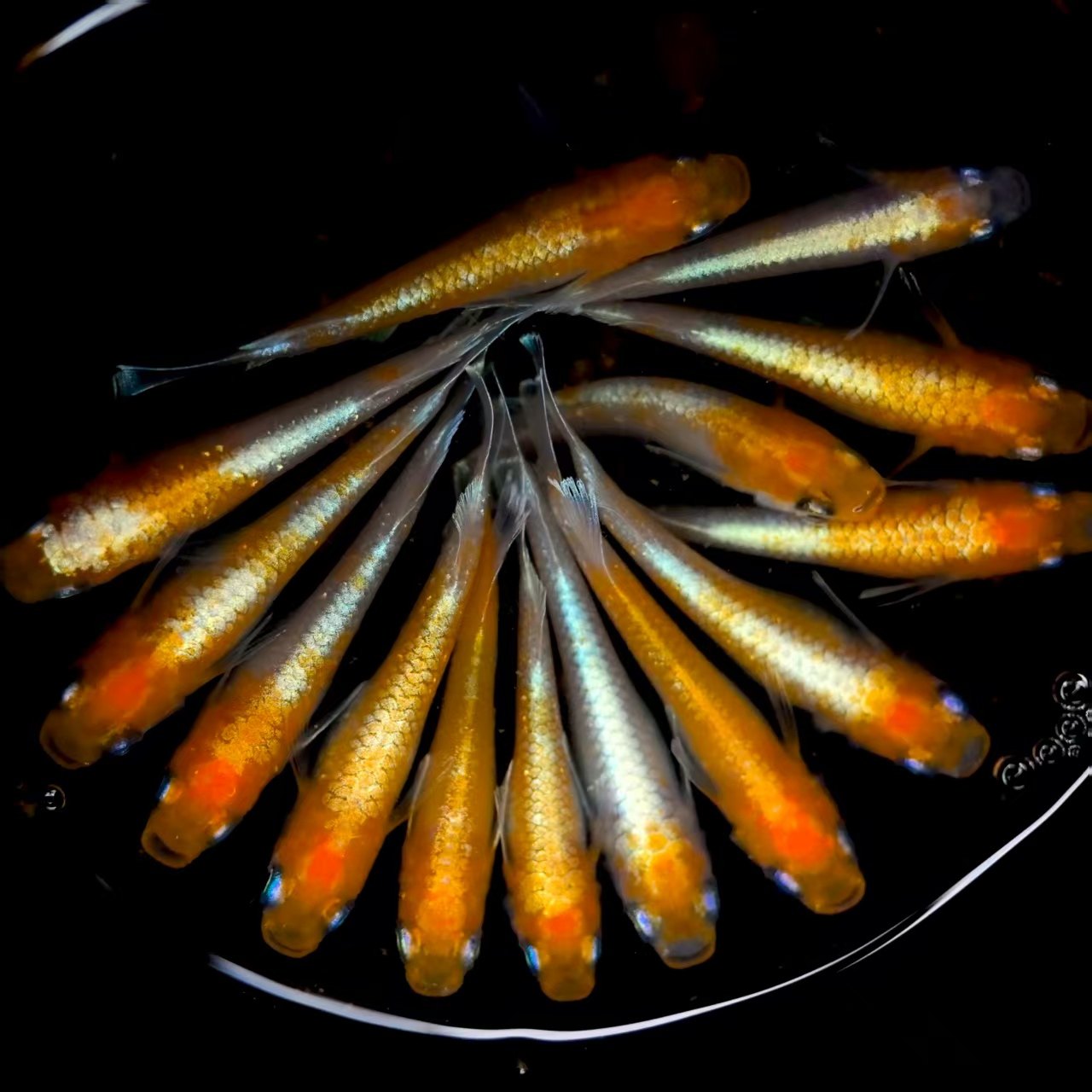 观背青鳉赤壁红白精品繁殖用鱼卵鱼苗亚成种鱼活体观赏鱼古法养鱼