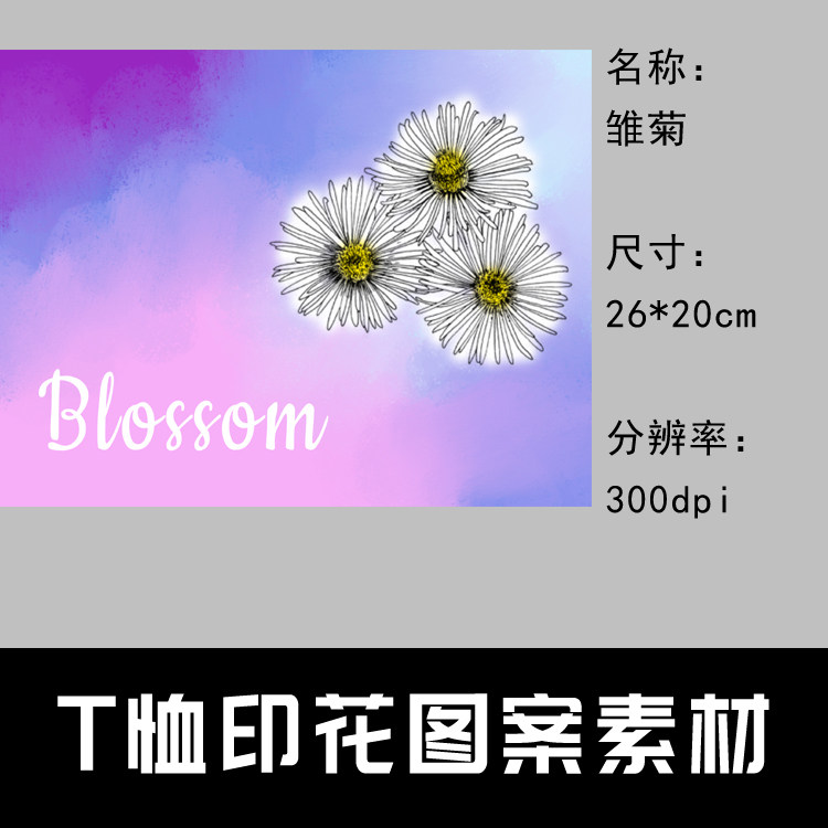 020 t恤印花图案设计素材 图片素材 印花定制图案 雏菊 26*20cm
