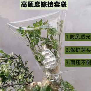 果树盆景月季蔷薇嫁接套袋加厚立体防风保温膜嫁接金弹子老鸦柿