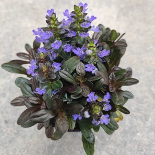 姬十二玫红筋骨草盆栽庭院花镜矮生匍匐花卉耐热耐寒宿根观叶植物