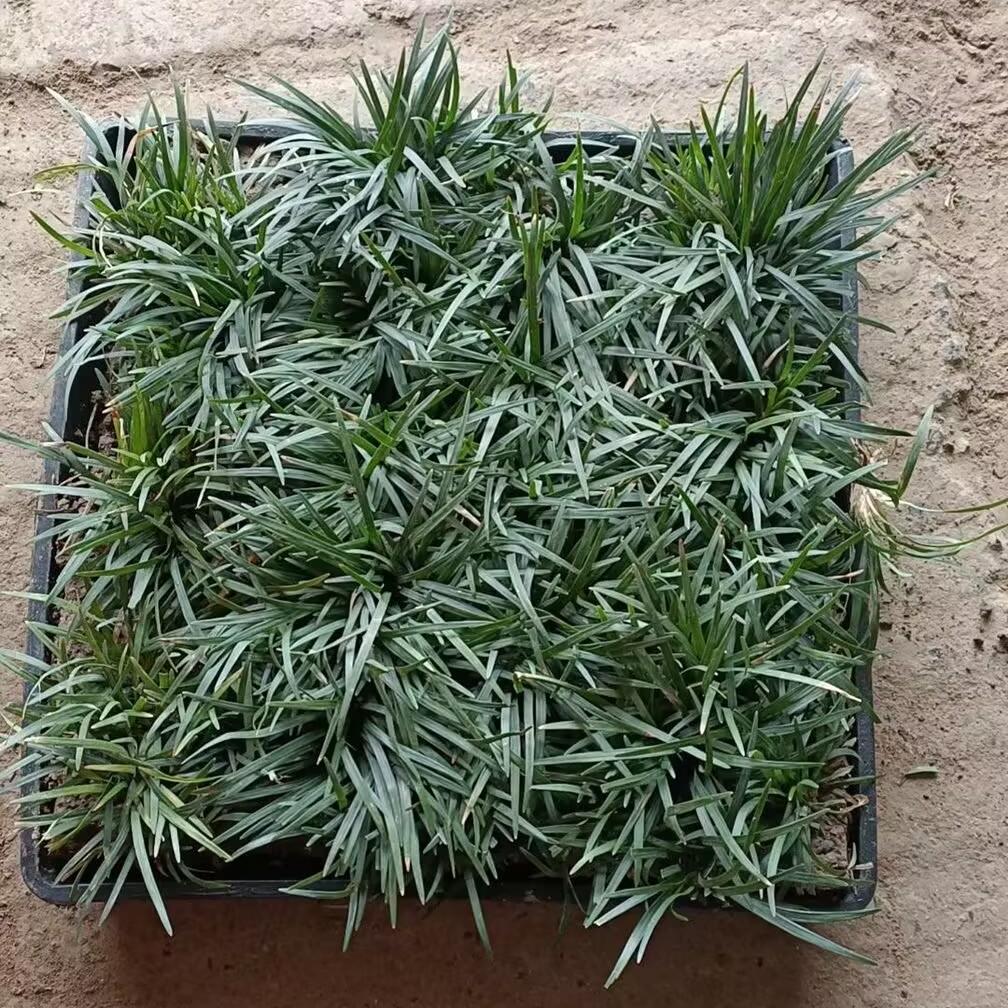 玉龙草苗穴盘盘装矮麦冬草四季青草皮绿化好移植工程庭院耐阴耐寒图片