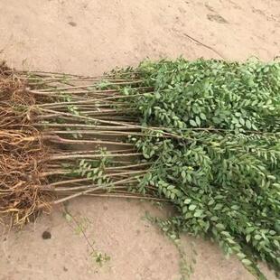 榆树苗速生榆树小苗小叶榔榆实用榆钱耐寒好养庭院种植苗木盆栽