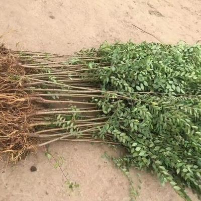 榆树苗速生榆树小苗小叶榔榆实用榆钱耐寒好养庭院种植苗木盆栽