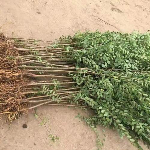 榆树苗速生榆树小苗小叶榔榆实用榆钱耐寒好养庭院种植苗木盆栽