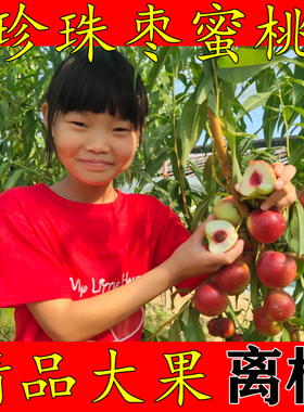顺丰珍珠枣油桃新疆枣蜜桃新鲜孕妇水果纯甜离核红心小油桃脆软