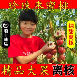 [顺丰珍珠枣油桃新疆枣蜜桃新鲜孕妇水果纯甜离核红心小油桃脆软]