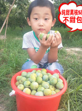 游小妹现摘蜂糖李子新鲜孕妇水果清脆脱骨李陕西自家顺丰纯甜脆大