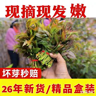 现发香椿芽新鲜野生头茬红油香春芽嫩芽现摘现发陕西秦岭春芽蔬菜