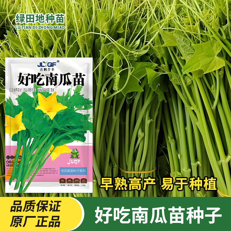 好吃南瓜苗种子专吃南瓜尖
