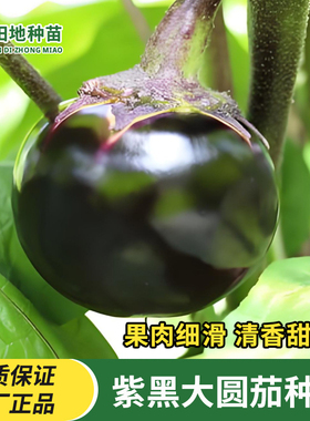 紫黑圆茄种子高产黑紫色茄子种子大圆茄室外盆栽四季易种蔬菜种子